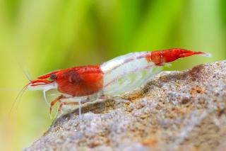 Neocaridina Davidi var. Red Rili