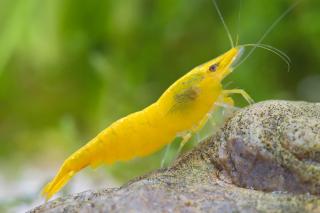 Neocaridina Davidi var. Yellow Sakura