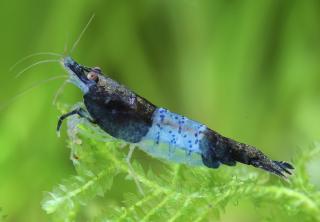 Neocaridina var. Blue Carbon Rili