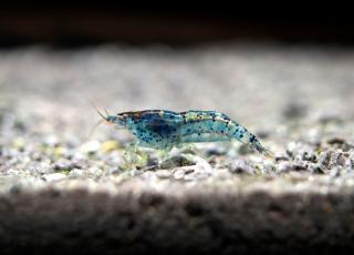 Neocaridina var. Blue Dream Grade A