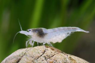 Neocaridina var. White Pearl