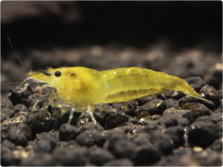 Neocaridina var. Yellow Fire