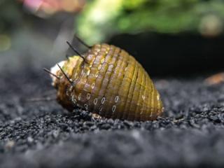 Neritina sp. Hair snail