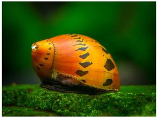 Neritina sp. Spotted