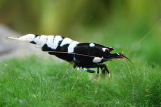 Pinto Black var. Mosura