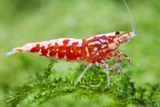 Pinto Red var. Galaxy