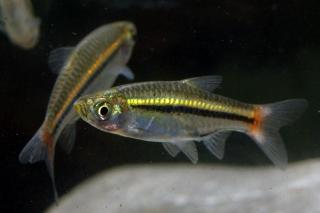 Razbora černopruhá - Rasbora borapetensis