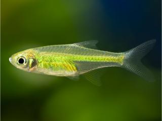 Razbora ranongská - Microdevario kubotai