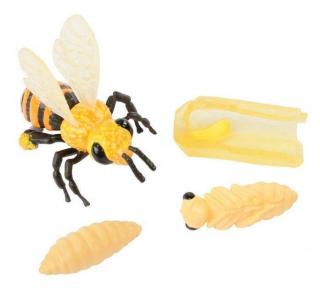 Insect Lore Životní cyklus - Včela