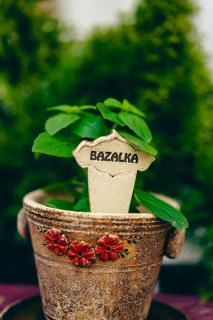Bylinkový zápich - Bazalka