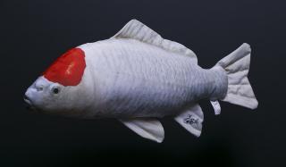 KOI KAPR - Tancho    60cm