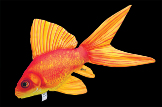 Zlatá rybka (závojnatka)  50cm