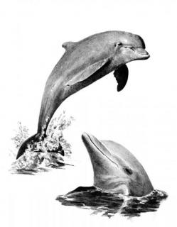 Malování SKICOVACÍMI TUŽKAMI - Delfíni