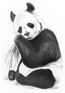 Malování SKICOVACÍMI TUŽKAMI - Panda