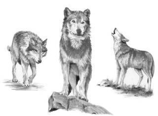 Malování SKICOVACÍMI TUŽKAMI - Vlk