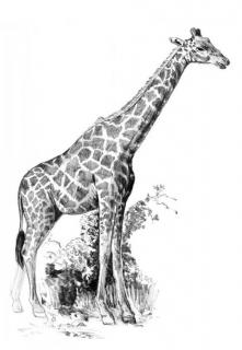 Malování SKICOVACÍMI TUŽKAMI - Žirafa
