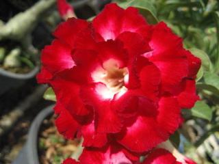 Adenium obesum Aek siam /5 semen/