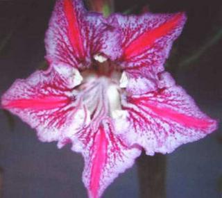 Adenium obesum  Dance of butterfly /5 semen/