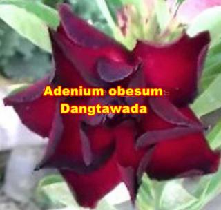 Adenium obesum Dangtawada /5 semen/