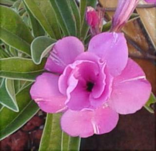 Adenium obesum Doubledelight /5 semen/