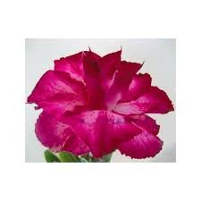 Adenium obesum Yingruay/5 semen/