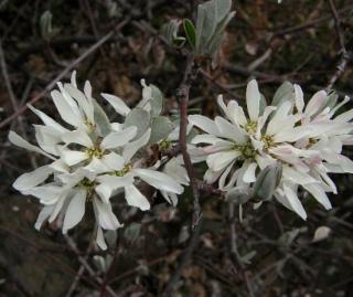 AMELANCHIER ROTUNDIFOLIA, KEŘ S JEDLÝMI PLODY /50 SEMEN/