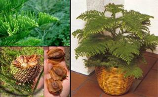 ARAUCARIA HETEROPHYLLA ( syn. EXCELSA) /10 SEMEN/