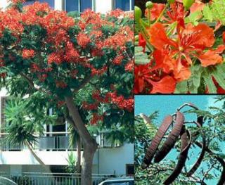 DELONIX REGIA AFRICKÉ PLAMENY /5 SEMEN/