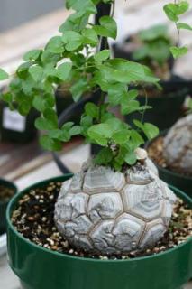 Dioscorea Elephantipes -SUPER SUKULENT /1 SEMENO/