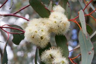 EUCALYPTUS MELLIODORA PRO ALERGIKY /20 SEMEN/