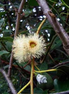 EUKALYPTUS CITRÓNOVÝ - Eucalyptus Citriodora/15semen/