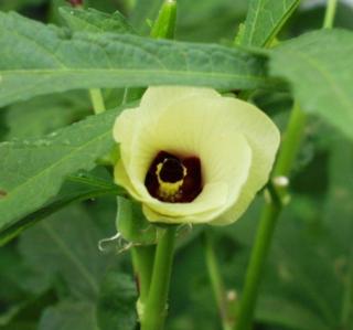 IBIŠEK JEDLÝ ODRŮDA FIFE CREED GREEN OKRA/50 SEMEN/