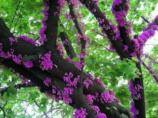 JEDLÉ KVĚTY PŘÍMO Z KMENE NESKUTEČNÝ EFEKT /10 SEMEN/ - cercis chinensis