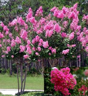 NEJDÉLE KVETOUCÍ ROSTLINA 120 DNŮ /30 SEMEN/ - Lagerstroemia Indica