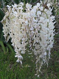 NEJKRÁSNĚJŠÍ POPÍNAVÝ KEŘ- BÍLÁ KRÁSKA /3 SEMENA/ - Wisteria Sinensis Alba