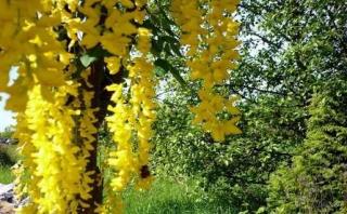 NEJKRÁSNĚJŠÍ POPÍNAVÝ KEŘ ŽLUTÁ WISTERIA/3 SEMENA/