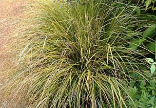 OKRASNÁ TRÁVA STIPA ARUNDINACEA/100 SEMEN/