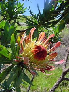 Protea roupelliae  /8 semen/