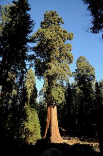 SEQUOIA SEMPERVIRENS - SVĚTOVÝ GIGANT /10 SEMEN/