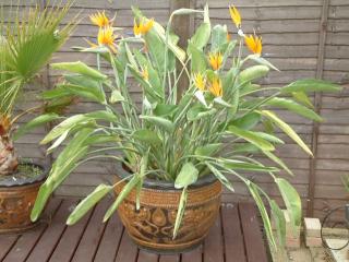 Strelitzia Reginae /5 semen/