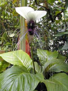 Tacca intergrifolia/4 semena/