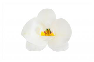 Dekorace z jedlého papíru - orchidej bílá