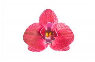 Dekorace z jedlého papíru - orchidej bordó