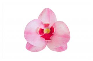 Dekorace z jedlého papíru - orchidej růžová