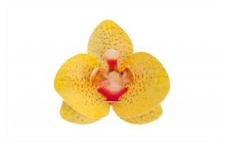 Dekorace z jedlého papíru - orchidej žlutá 1ks