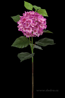 Hortenzie růžová výška 88 cm