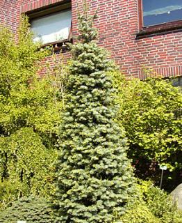 Abies concolor 'Archer's Dwarf'