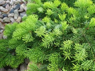 Abies koreana ´Silberlocke´