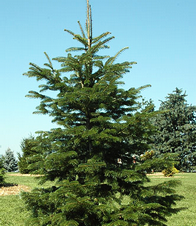 Abies nordmanniana 'Robusta'