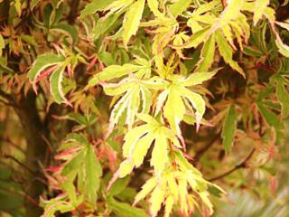 Acer palmatum ´Butterfly´